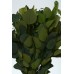 EUCALYPTUS POPULUS PRESERVED 24" Green 